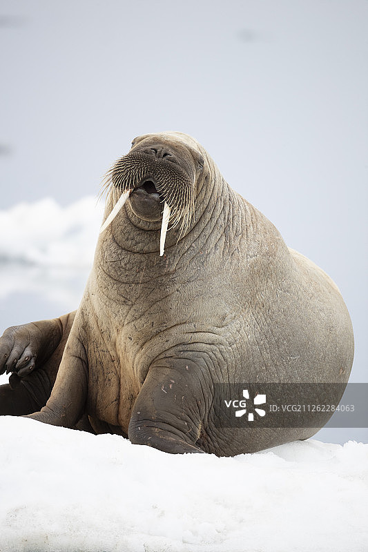 大西洋海象图片素材