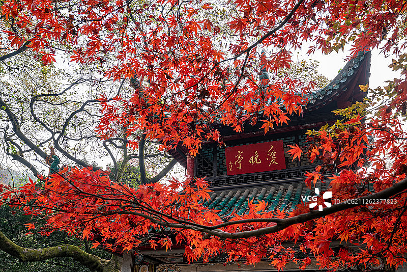 湖南长沙爱晚亭冬季枫叶红图片素材