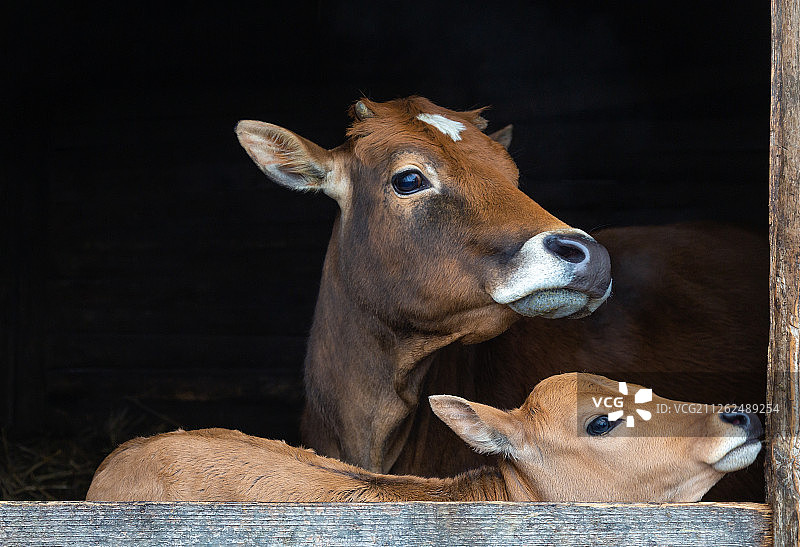 母与子图片素材