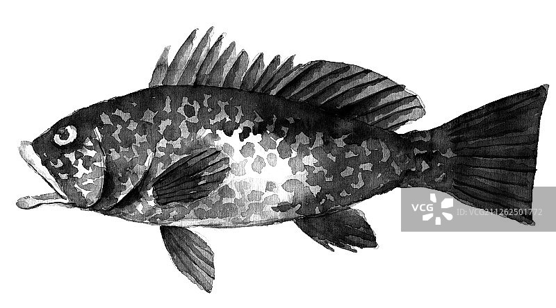 手绘黑白风格科普百科鱼类之西星斑鱼图片素材