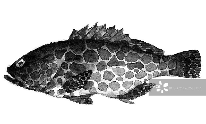 手绘黑白风格科普百科鱼类之金钱斑鱼图片素材