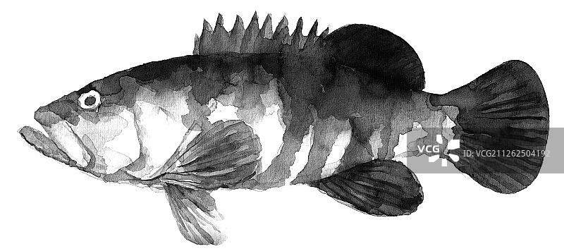 手绘黑白风格科普百科鱼类之老虎斑鱼图片素材