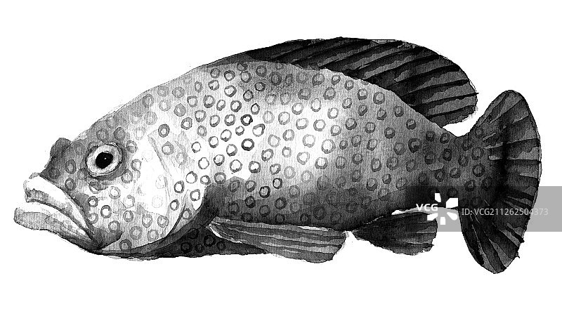 手绘黑白风格科普百科鱼类之老鼠斑鱼图片素材