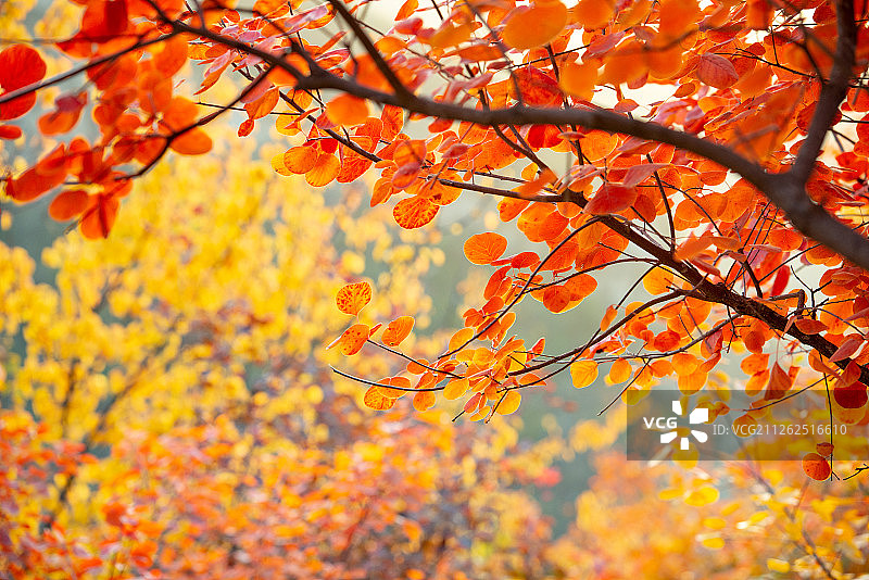 坡峰岭红叶图片素材