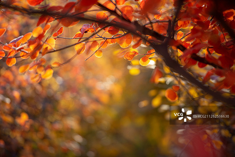 坡峰岭红叶图片素材