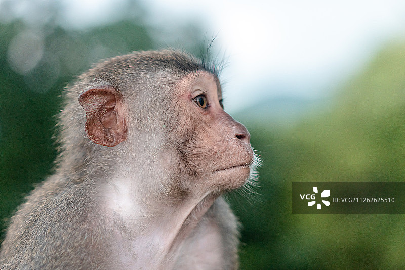 猴子图片素材