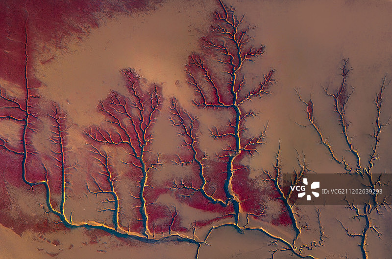 红海滩-珊瑚树图片素材