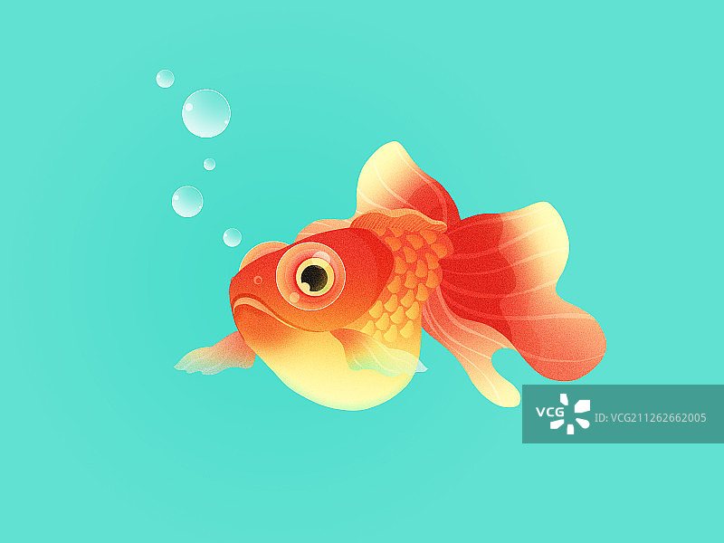 金鱼图片素材