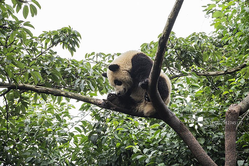 成都动物大熊猫，可爱图片素材