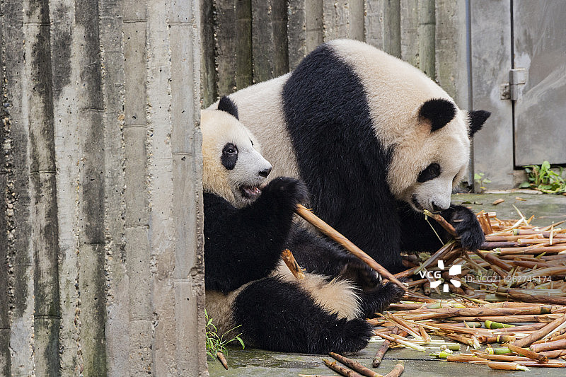 成都动物大熊猫，可爱图片素材