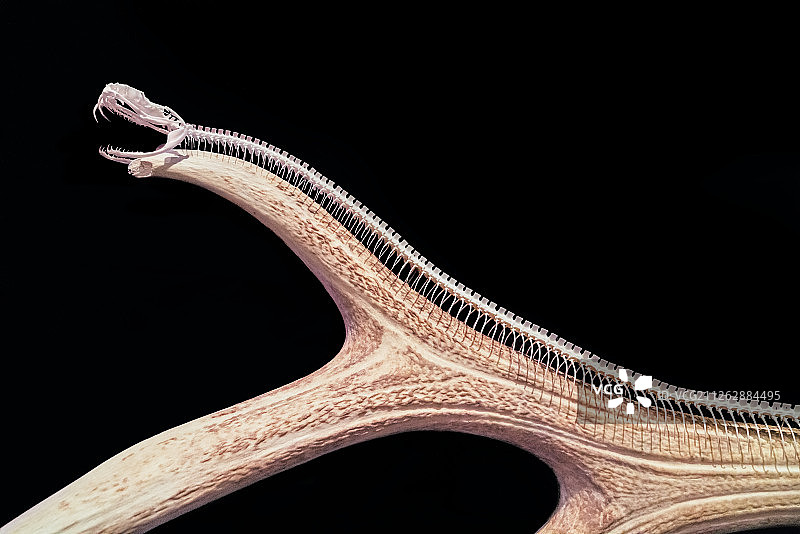 蛇类骨骼标本图片素材