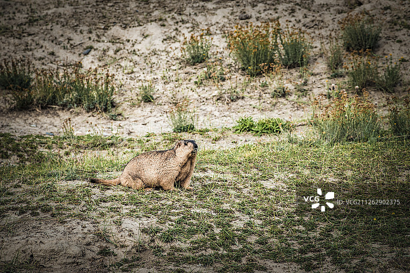 青藏高原兔鼠图片素材