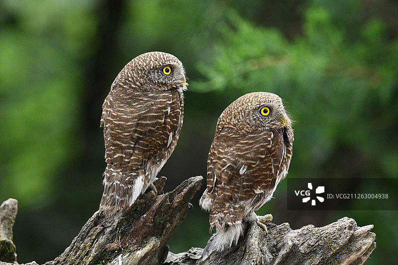 斑头鸺鹠图片素材