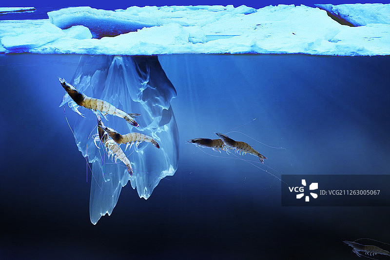 冰鲜虾图片素材