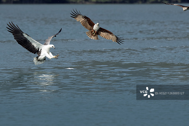 白腹海雕和栗鸢图片素材