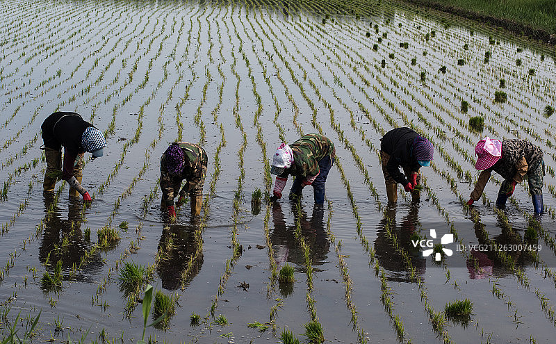 水稻插秧图片素材