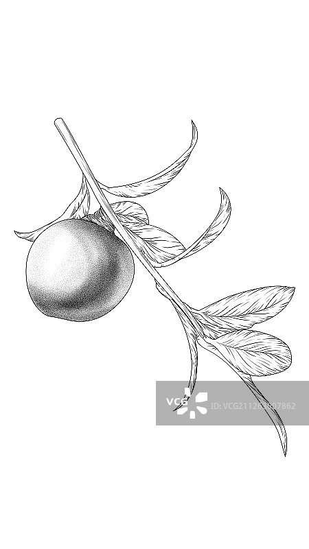 山楂果图片素材