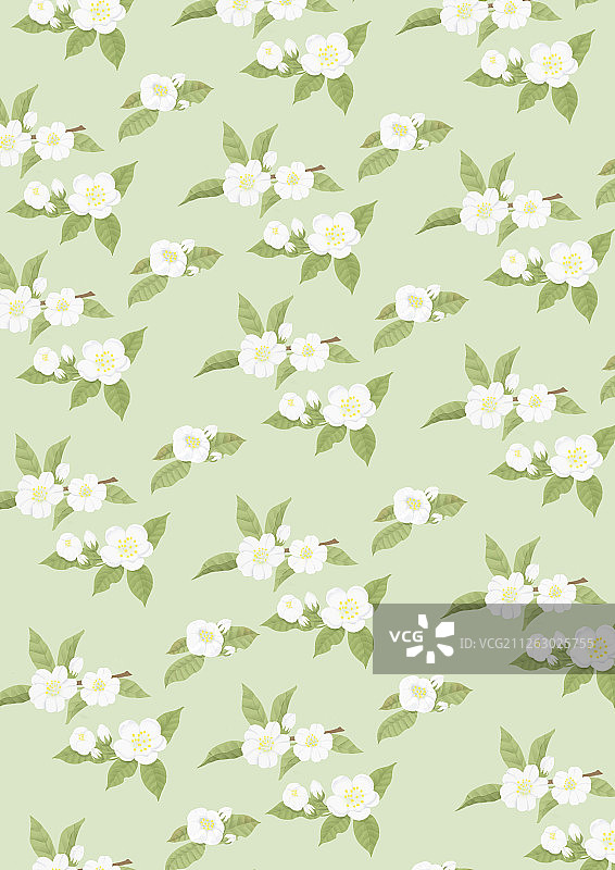 茉莉花图片素材