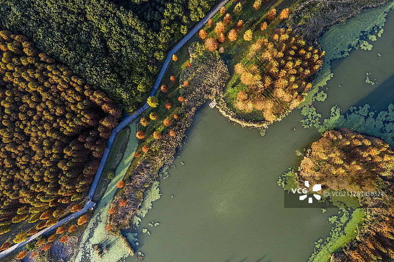 上海 青浦西郊湿地公园 落羽杉 航拍图片素材