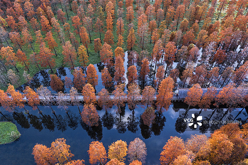 上海 青浦西郊湿地公园 落羽杉 航拍图片素材