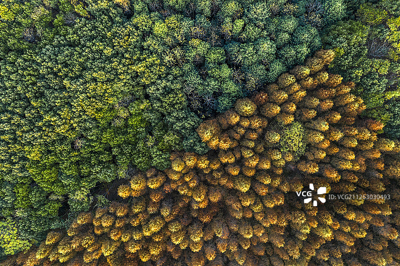 上海 青浦西郊湿地公园 落羽杉 航拍图片素材