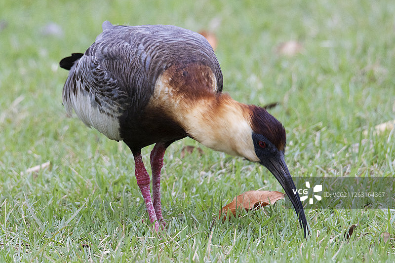 裸颈鹭图片素材