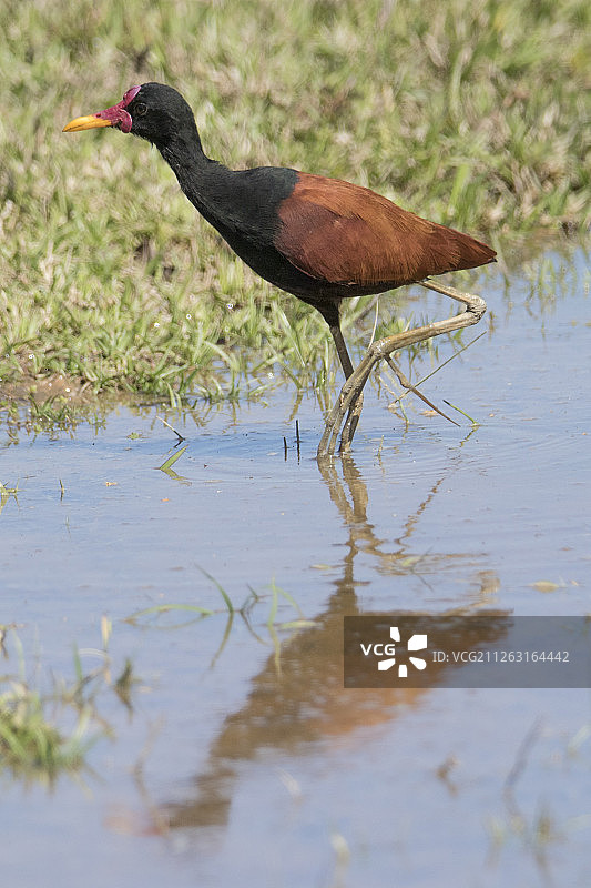 带倒影的肉垂水雉图片素材
