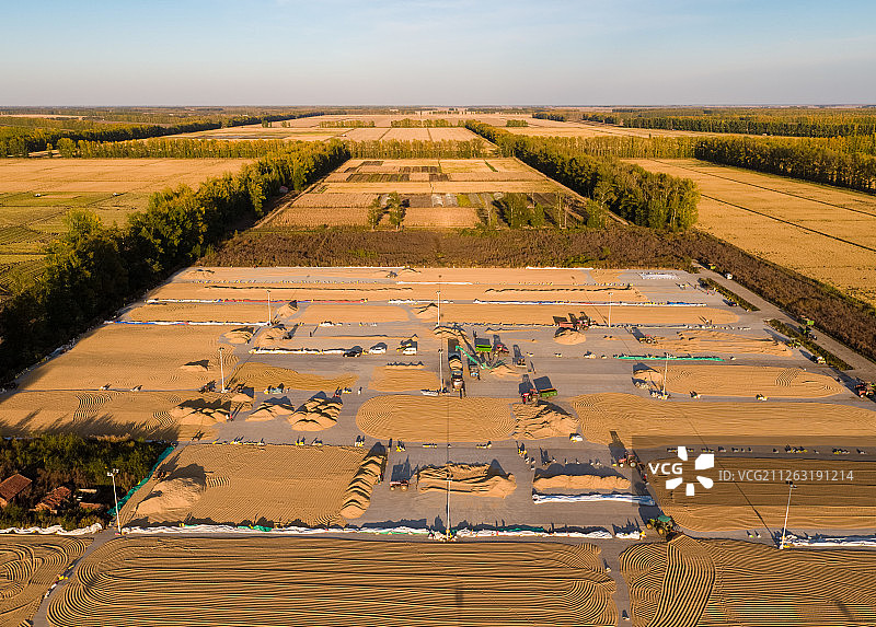 水稻收获图片素材