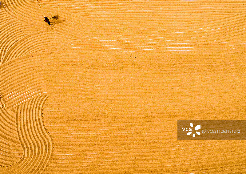 晾晒水稻图片素材