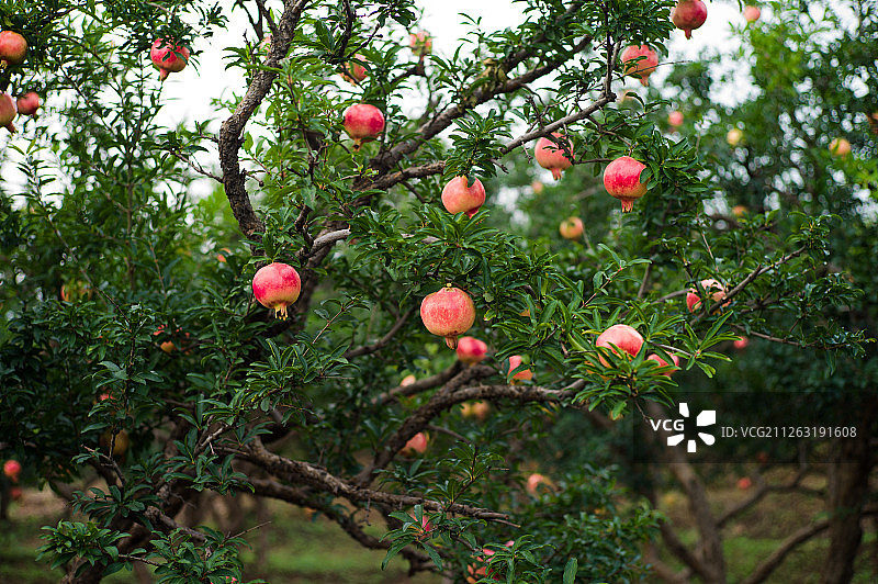 石榴图片素材