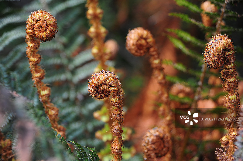 新西兰银蕨图片素材
