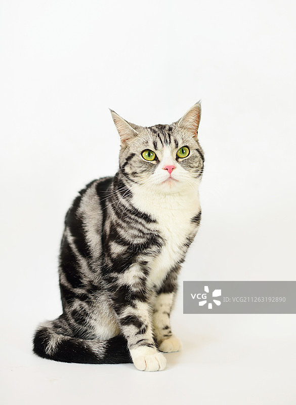 虎斑猫图片素材