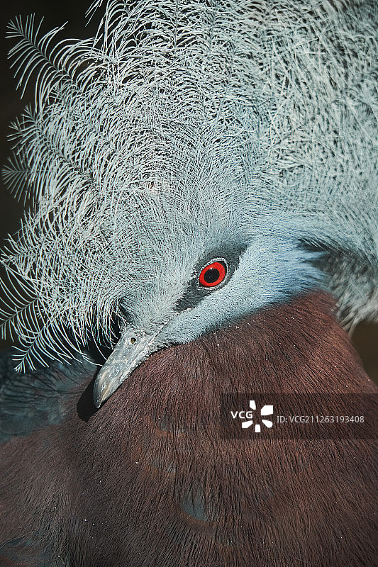 紫胸凤冠鸠图片素材