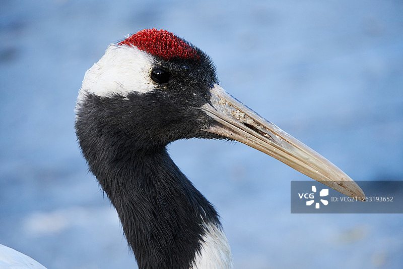 丹顶鹤图片素材