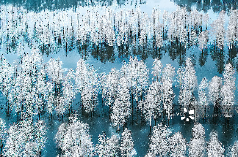 白雪皑皑，百鸟天堂的池杉林图片素材