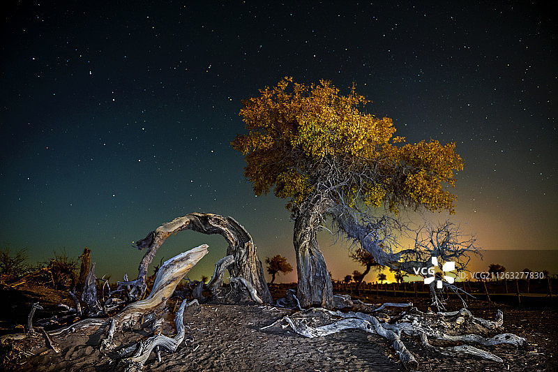 梦幻胡杨图片素材