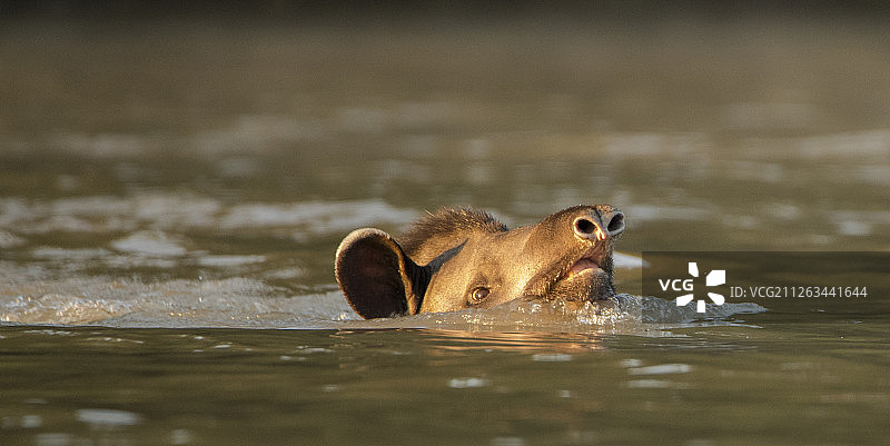 巴西貘图片素材