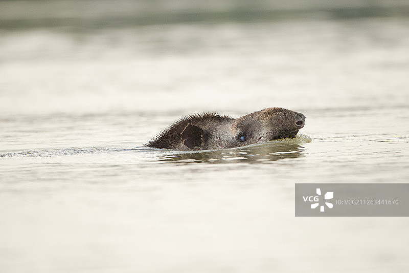 巴西貘图片素材
