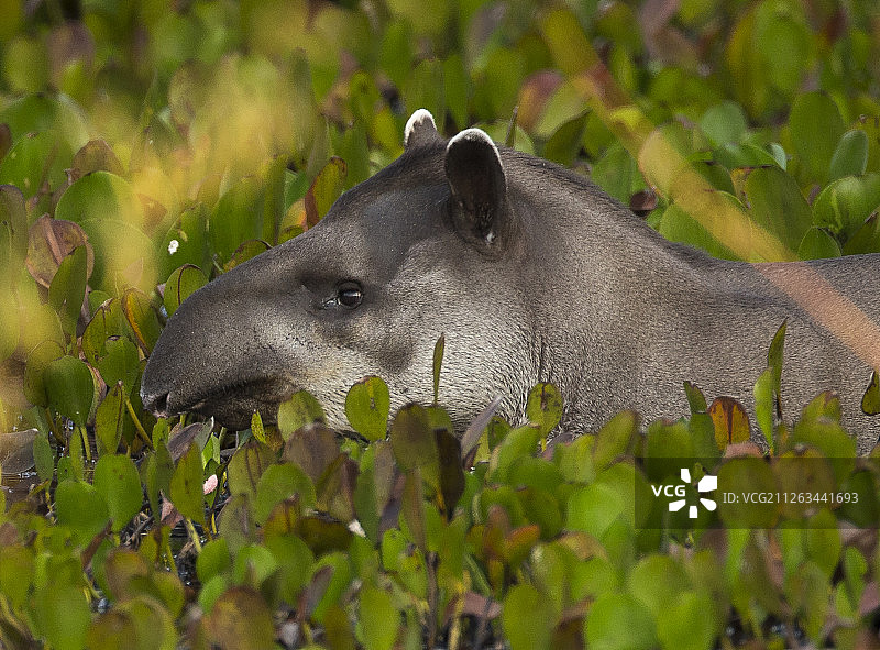 巴西貘图片素材