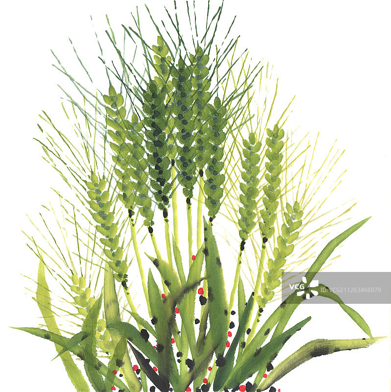 国画水墨插画-麦穗图片素材