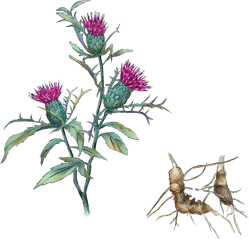 中药白术图片素材