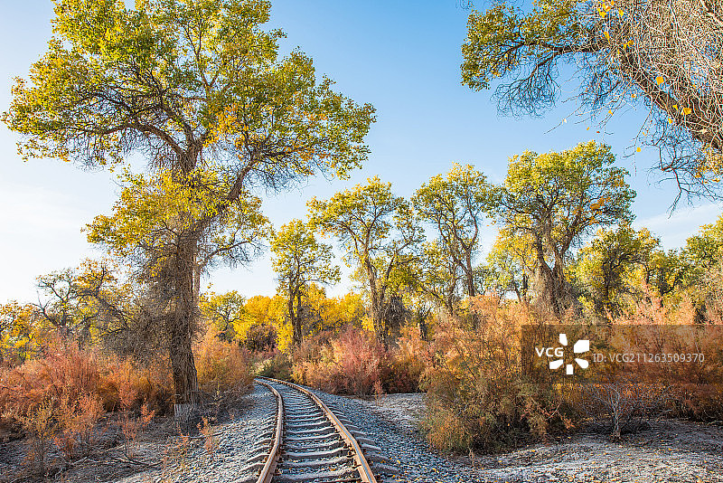 轮台塔里木河胡杨公园图片素材