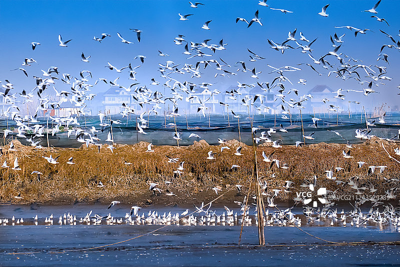江苏省兴化市李中镇养殖场图片素材