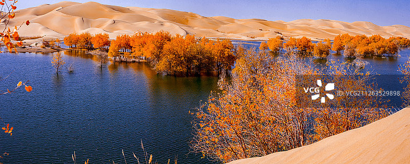 新疆塔里木河胡杨林图片素材
