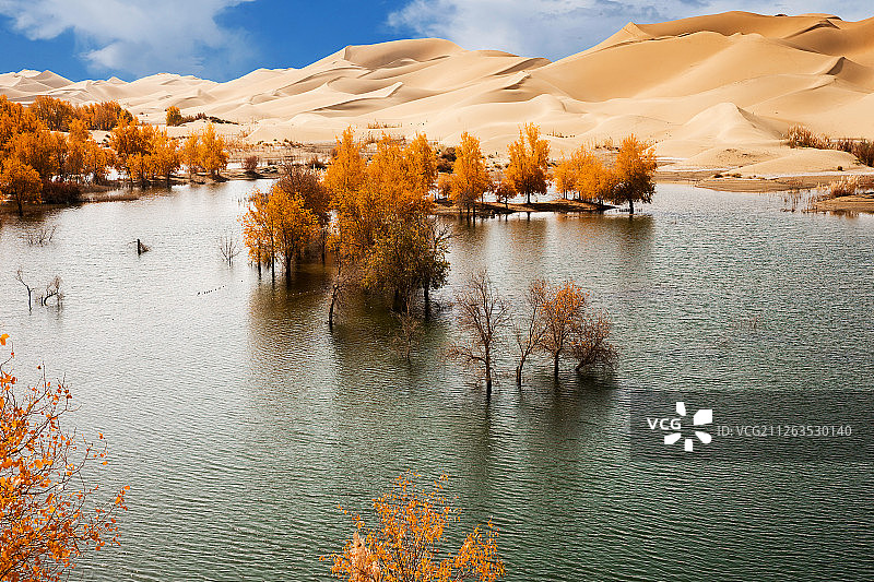 新疆塔克拉玛干罗泊湖胡杨林图片素材