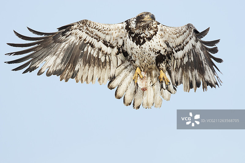 抓着鱼飞行的幼年白头海雕图片素材