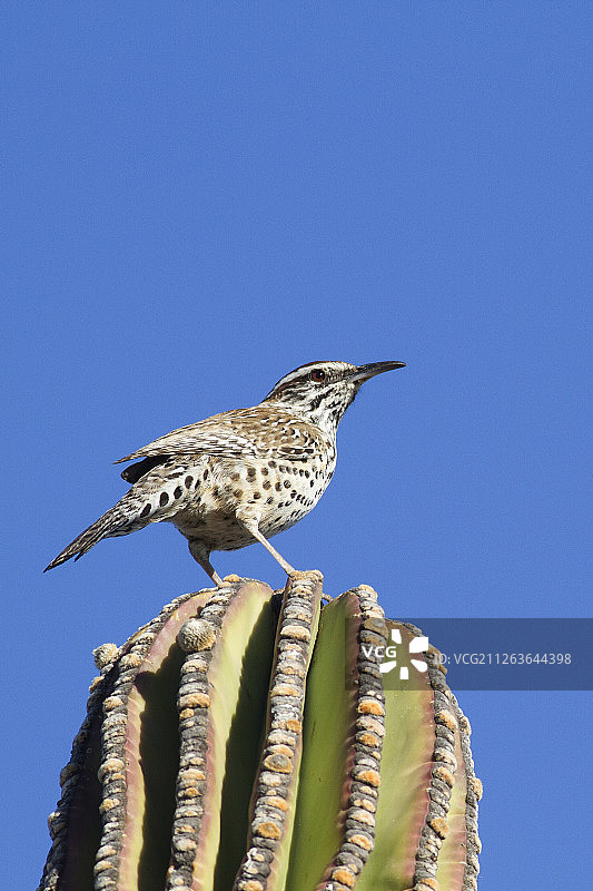 仙人掌上的仙人掌鹪鹩图片素材