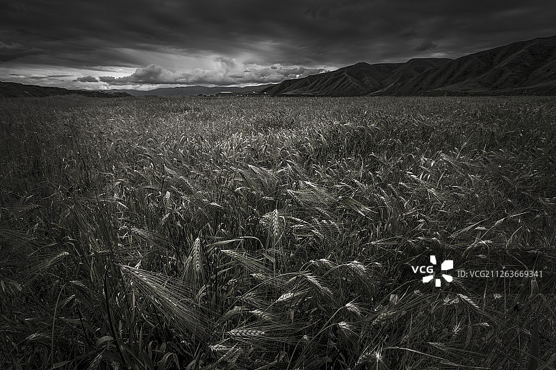 阿坝的青稞田图片素材