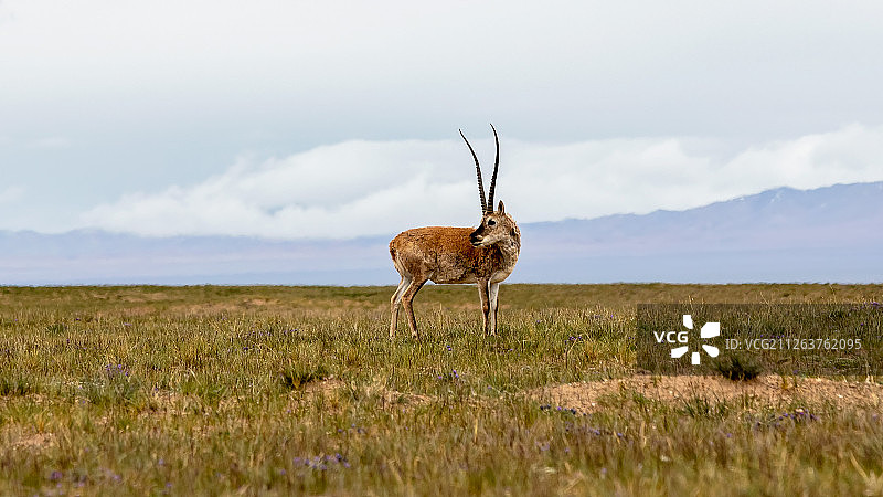 可可西里无人区藏羚羊回眸图片素材