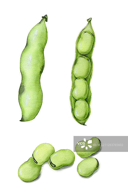 水彩手绘蚕豆设计素材插画图片素材